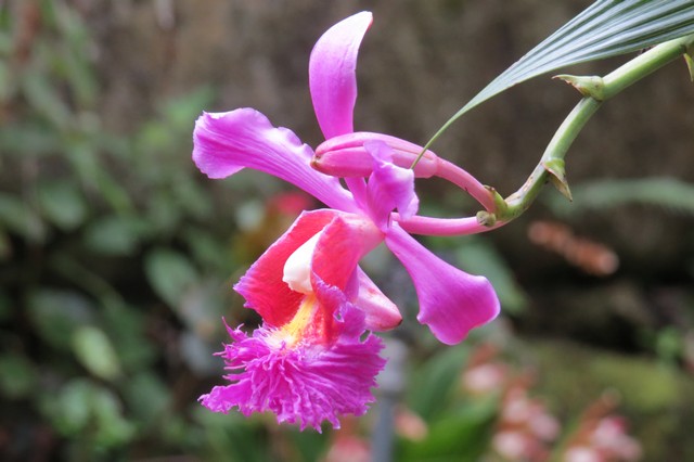 Orchid