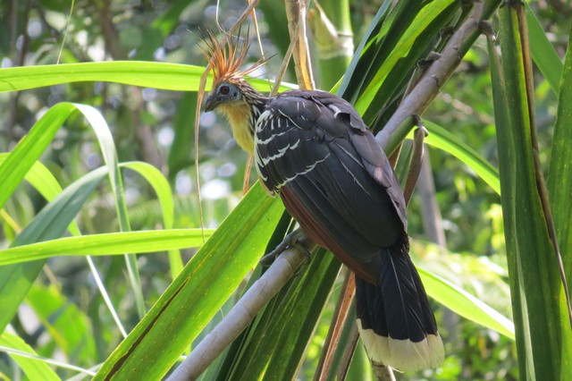 Hoatzin