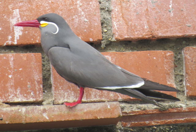 Inca Tern