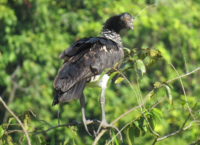 Horned Screamer