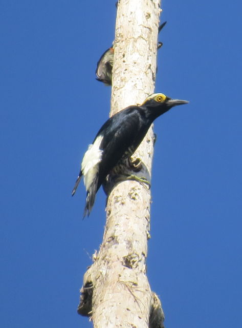 Yellow-tufted Woodpecker