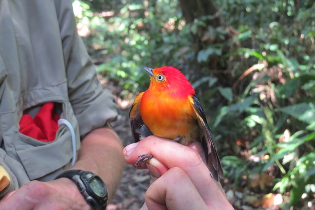 Band-tailed Manakin