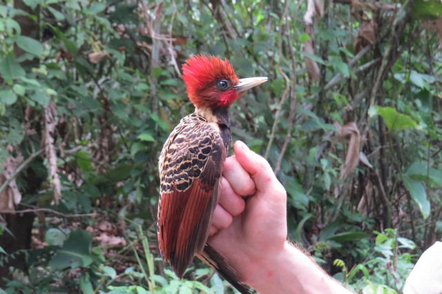 Rufous-headed Woodpecker