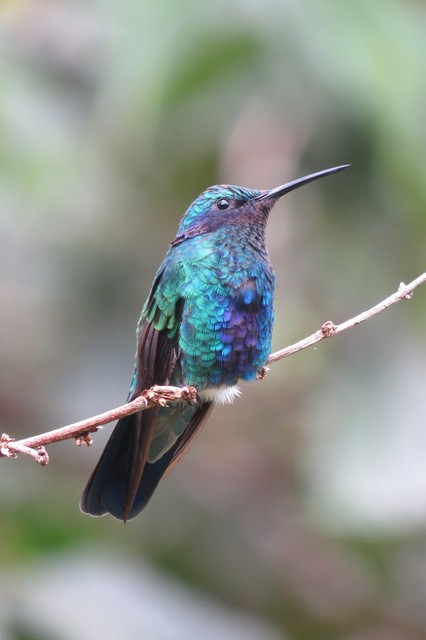 Sparkling Violetear