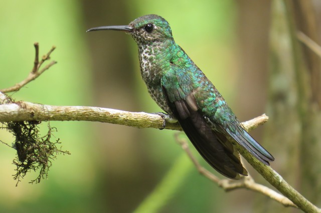 Many-spotted Hummingbird