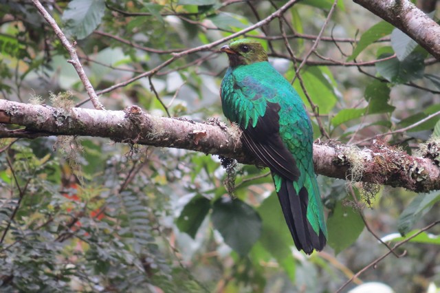 Golden-headed Quetzal