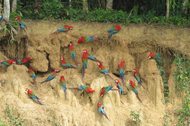 Red and Green Macaws