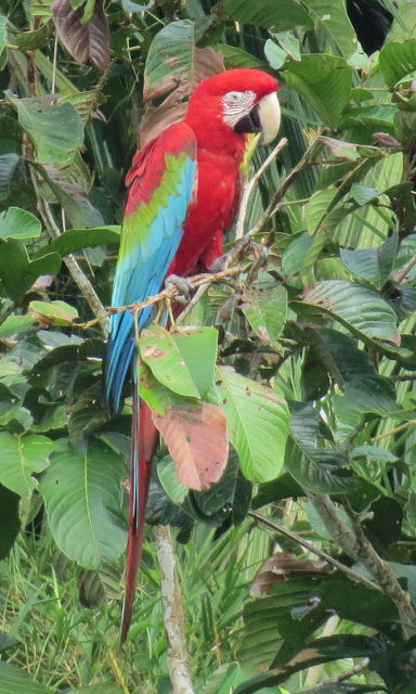 Red and Green Macaw