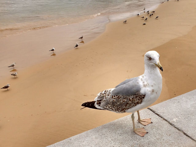 Yellow-legged Gull