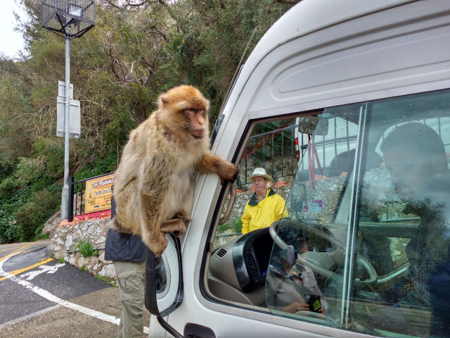 Barbary macaque