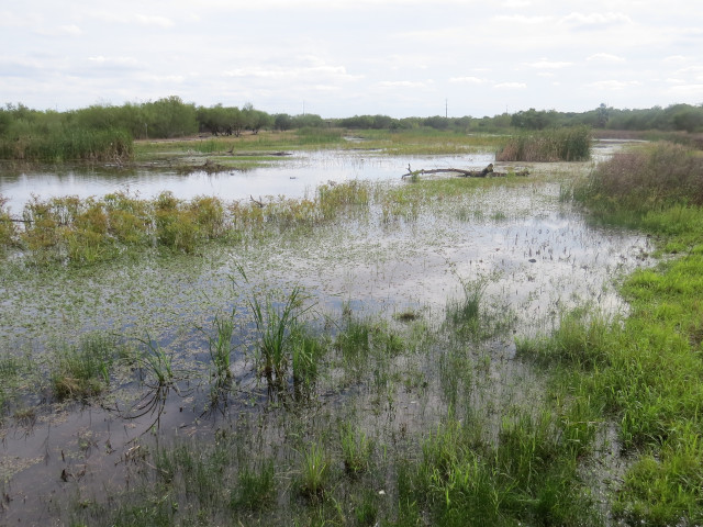 Wetlands