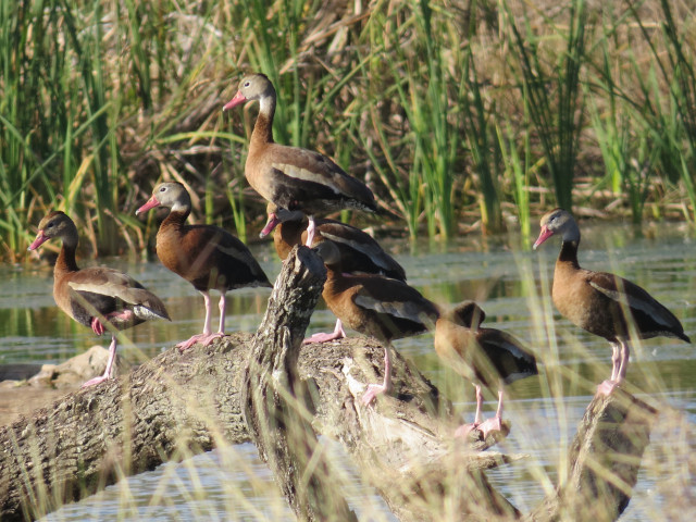 Black-bellied Whistling Ducks