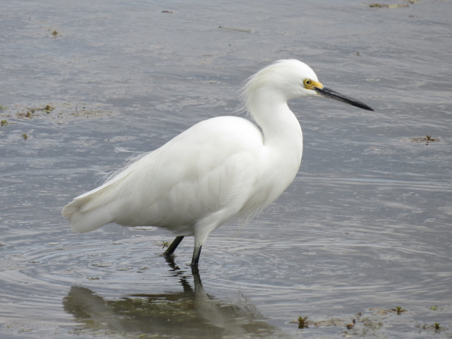 Snowy Egrets