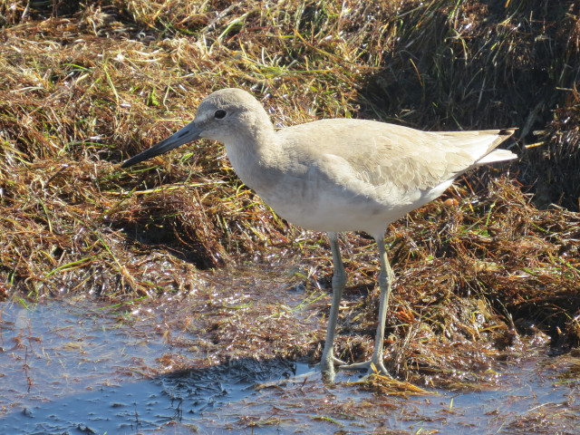 Willet