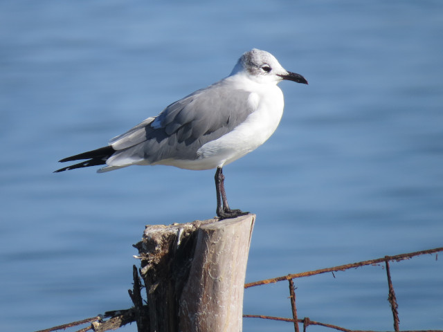 Laughing Gull