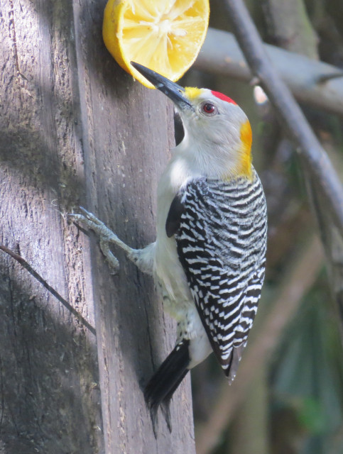 Golden-fronted Woodpecker