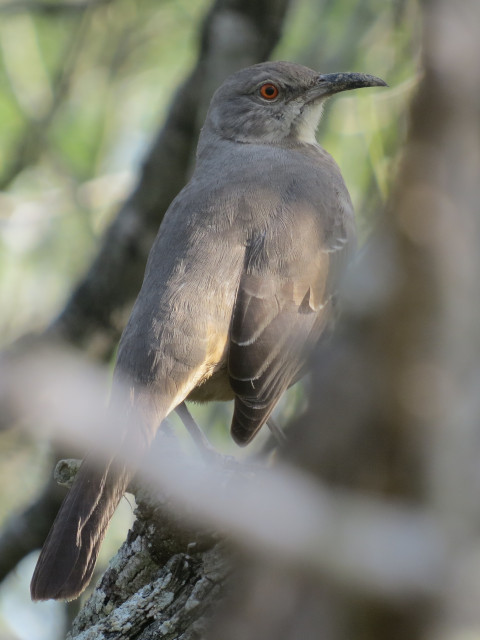 Curve-billed Trasher