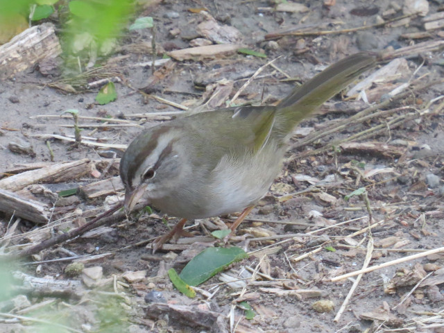 Olive Sparrow