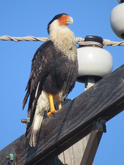 Crested Caracara