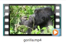 Mountain Gorilla video