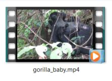Mountain Gorilla mother and baby video