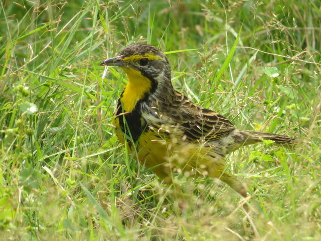 Yellow-throated Longclaw