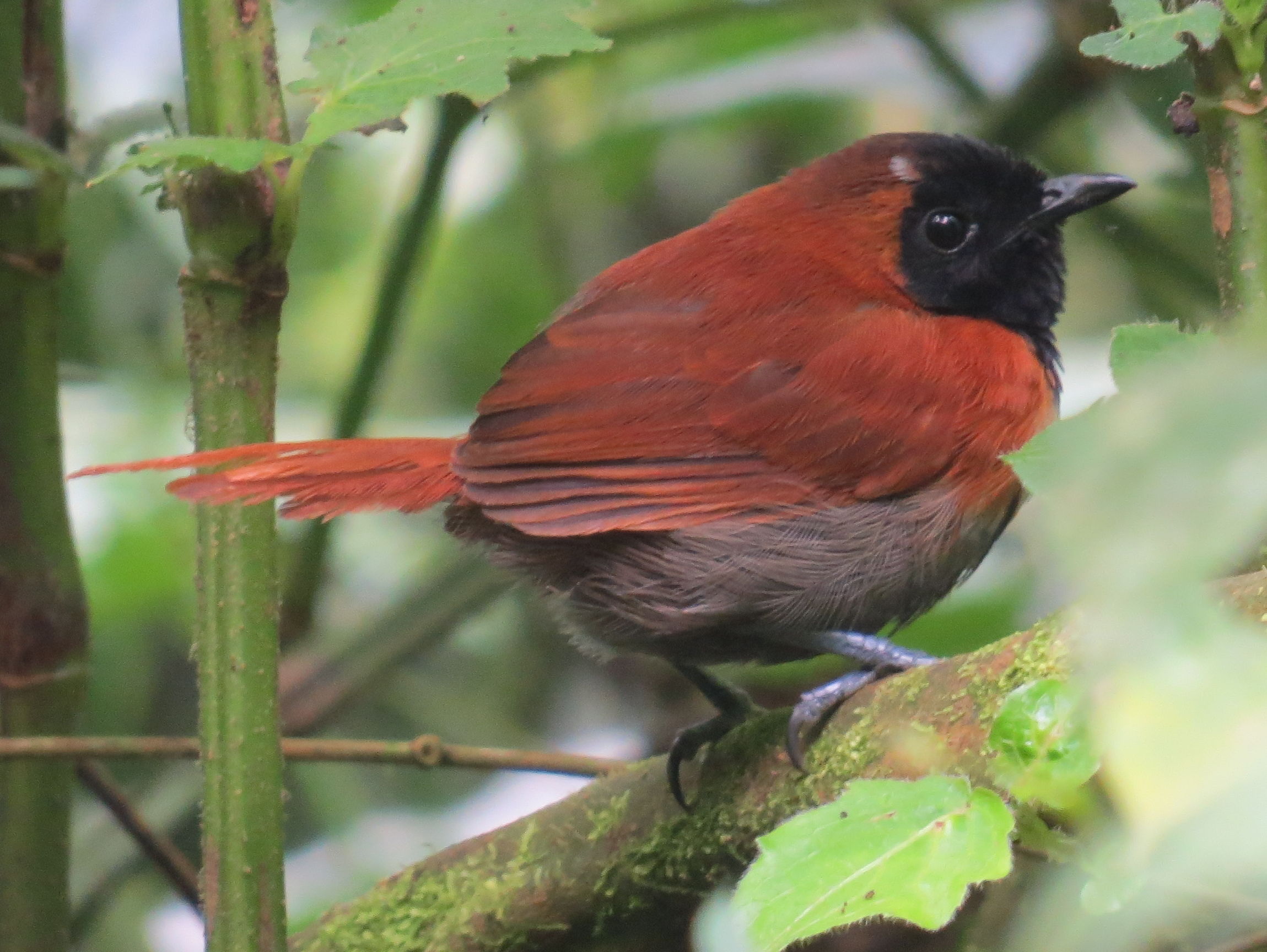 Black-fasced Rufous Warbler