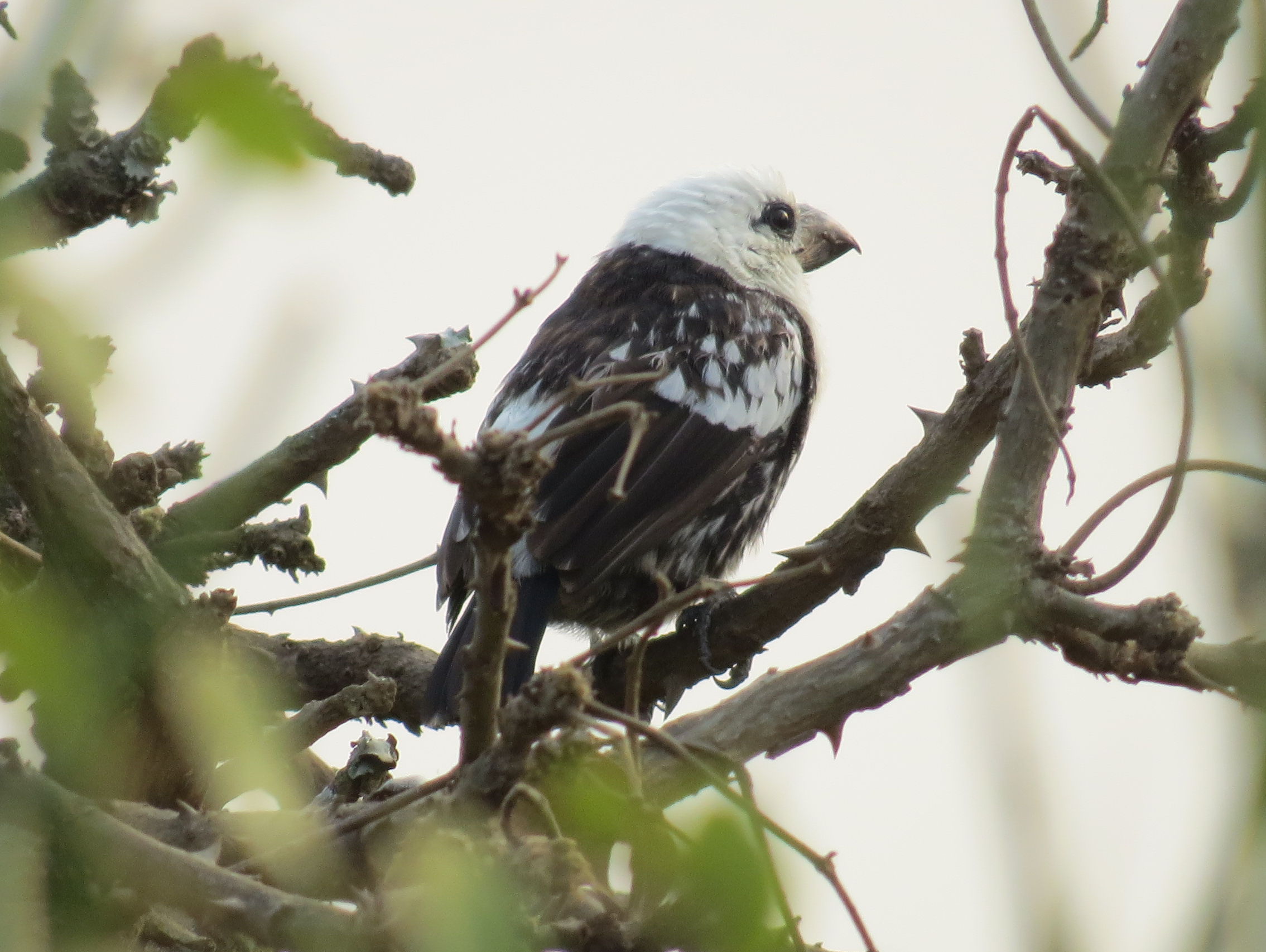 White-headed Barbet