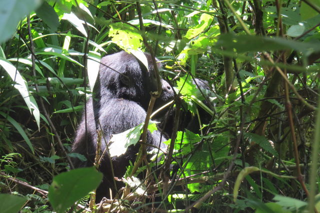 Mountain Gorilla