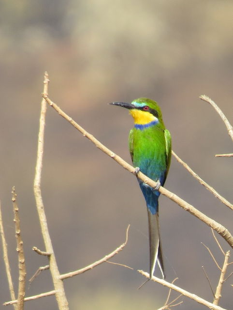 Swallow-tailed Bee-eater