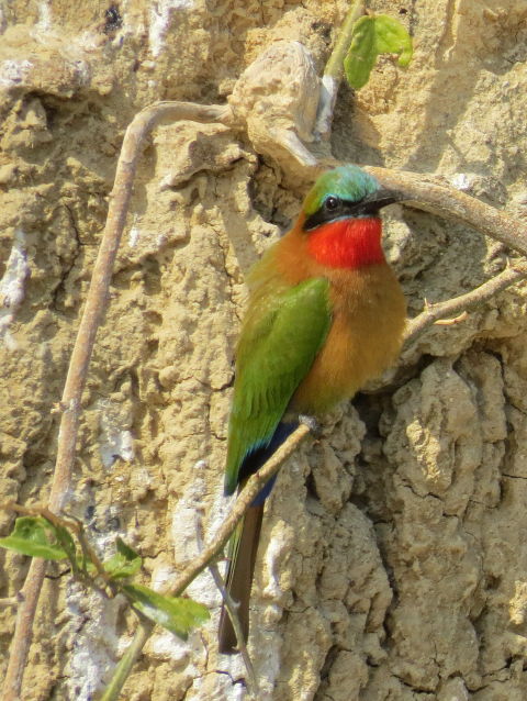 Red-throated Bee-eater