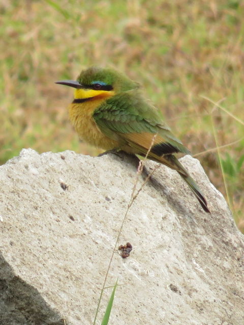 Little Bee-eater