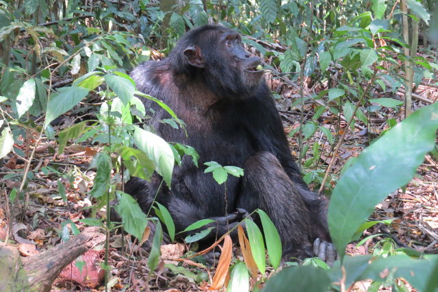 Chimpanzee