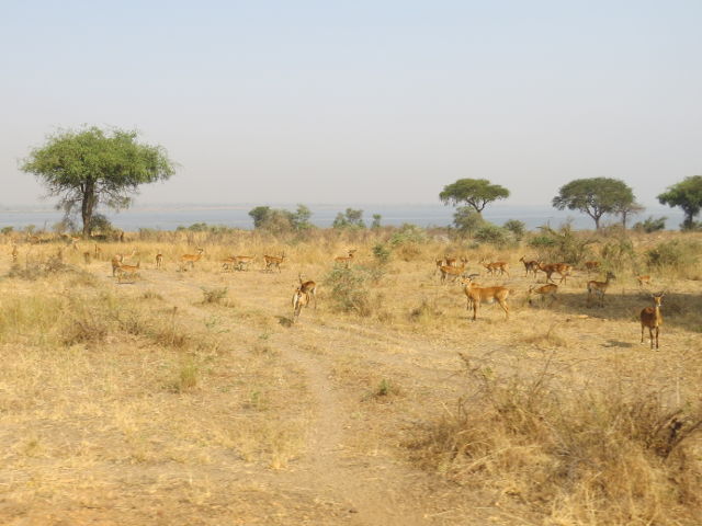 Antelopes