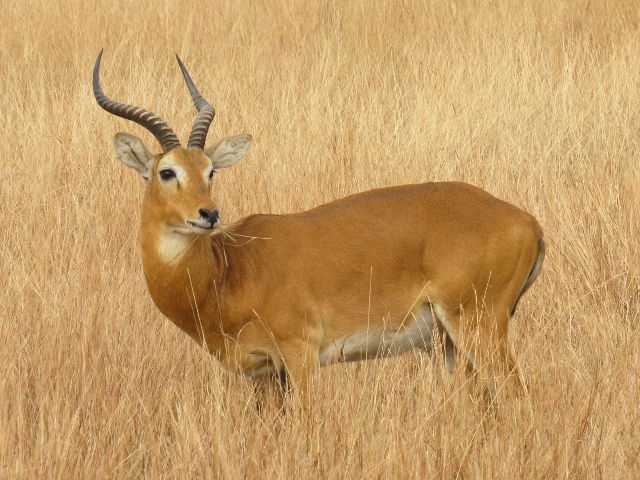 Ugandan Kob