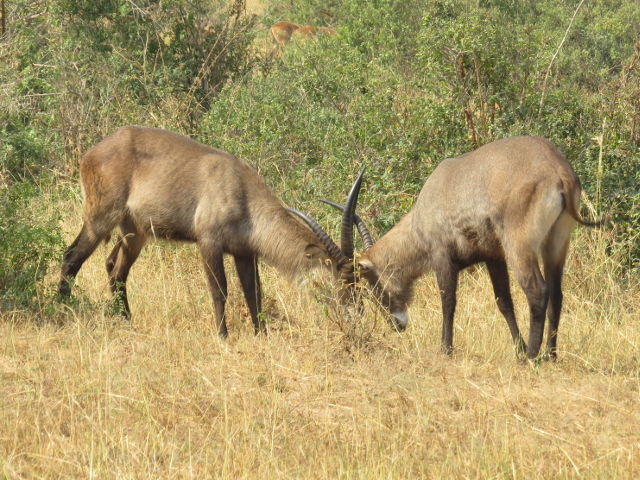 Waterbucks