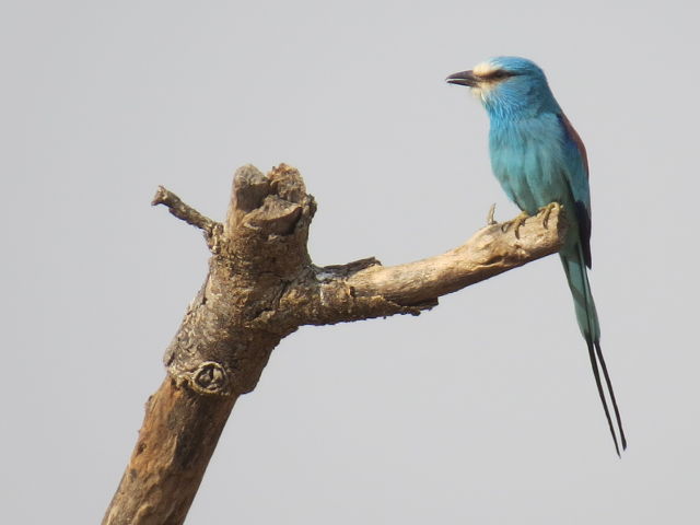 Abyssinian Roller