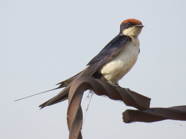 Wire-tailed Swallow