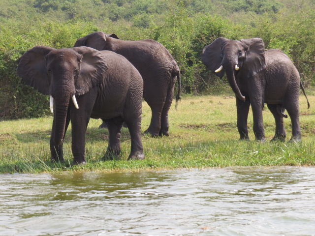 Elephants on shore