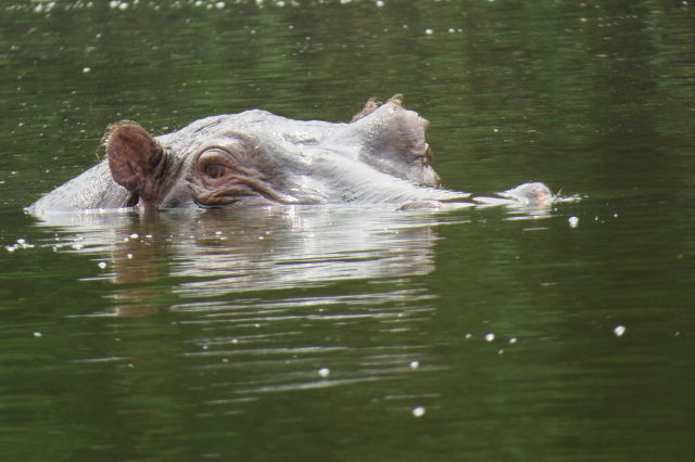 Hippo