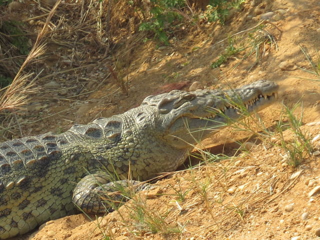 Nile Crocodile