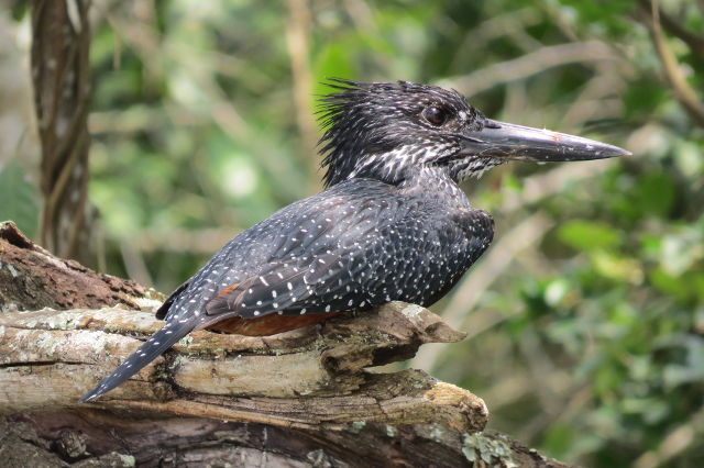 Giant Kingfisher