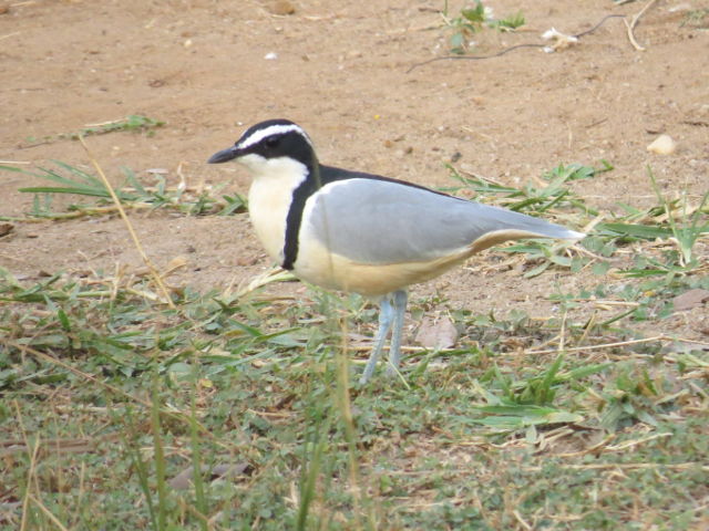 Egyptian Plover