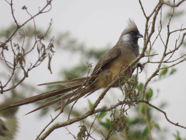 Speckled Mousebird