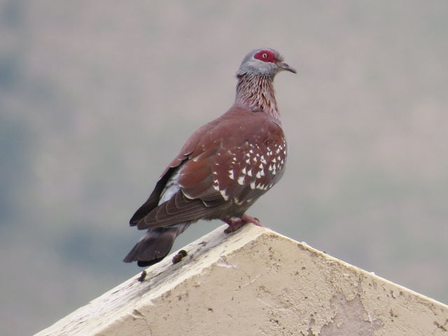 Speckled Pigeon,