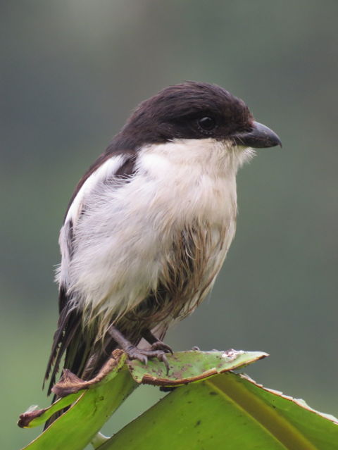 Tropical Boubou