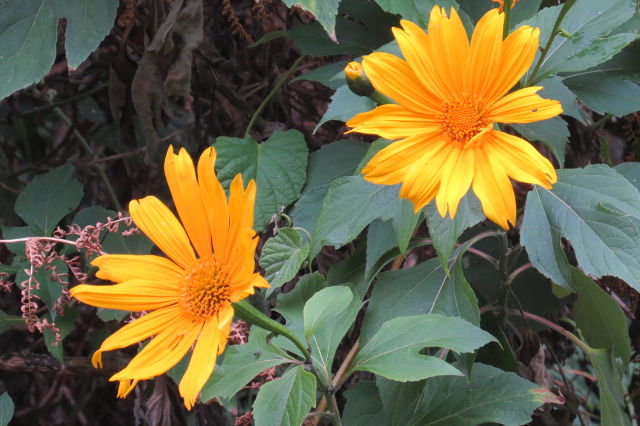 Pretty coloured flowers