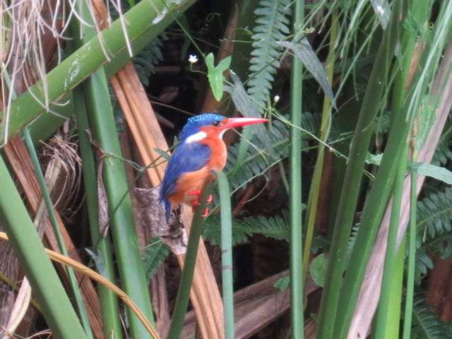 Malachite Kingfisher