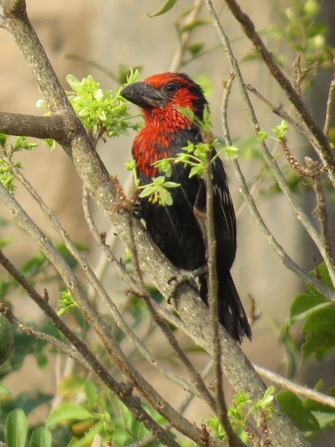 Black-billed Barbet