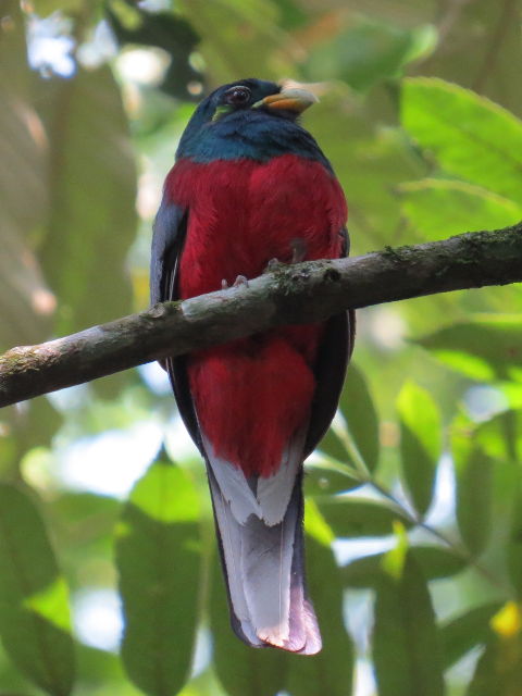 Narina Trogon